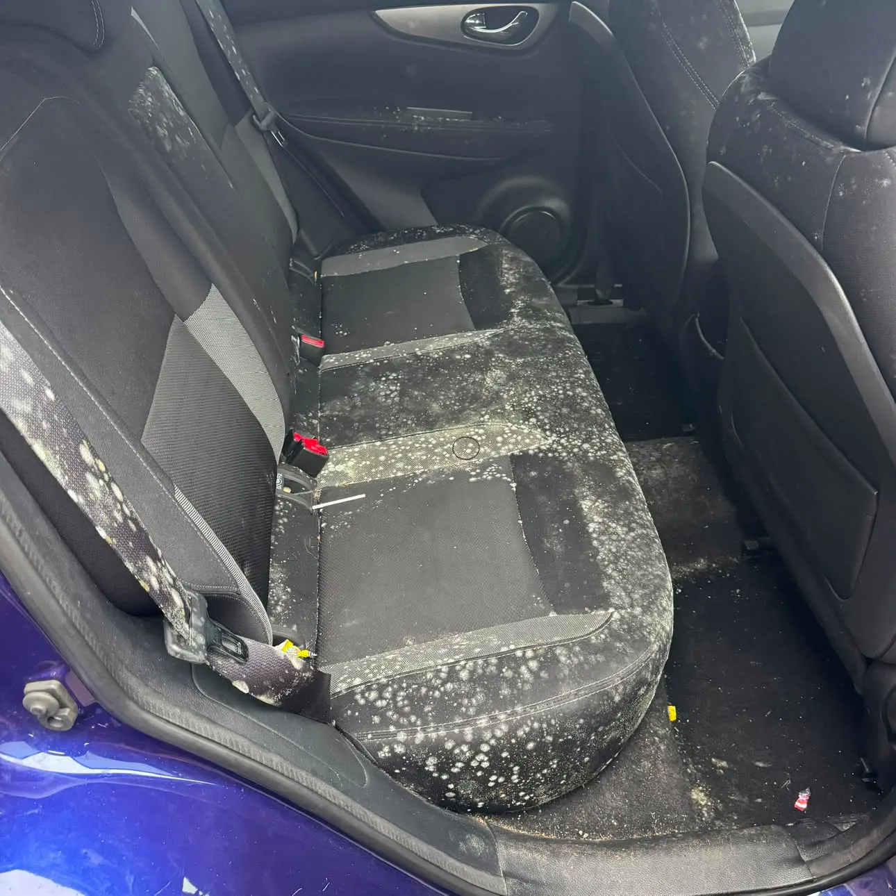 Rear bench of a blue hatchback covered in white mould spores across the seat base, backrest and seatbelt.